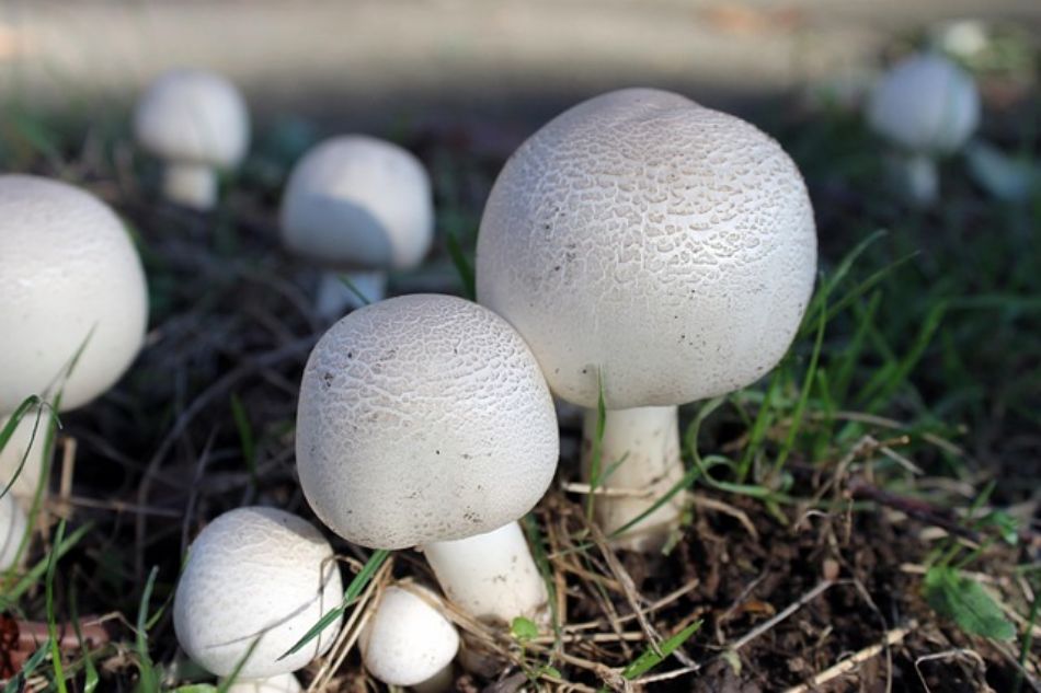 Bactéries et champignons : une symbiose oubliée